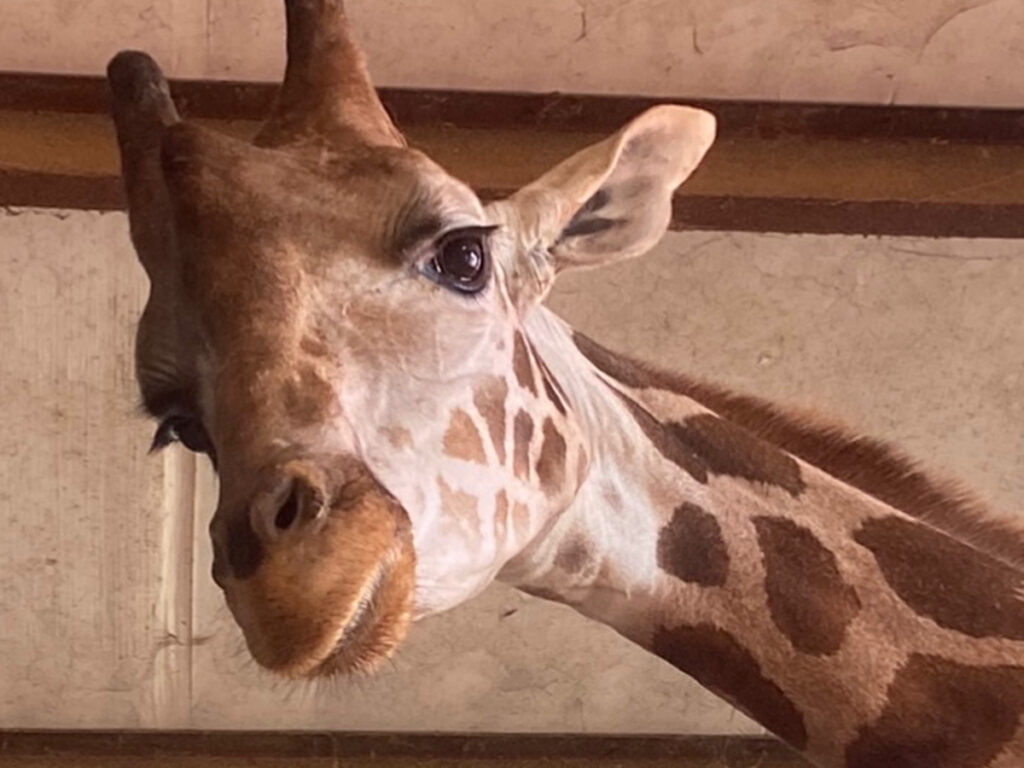 League City, TX 3 Bayou Wildlife Zoo