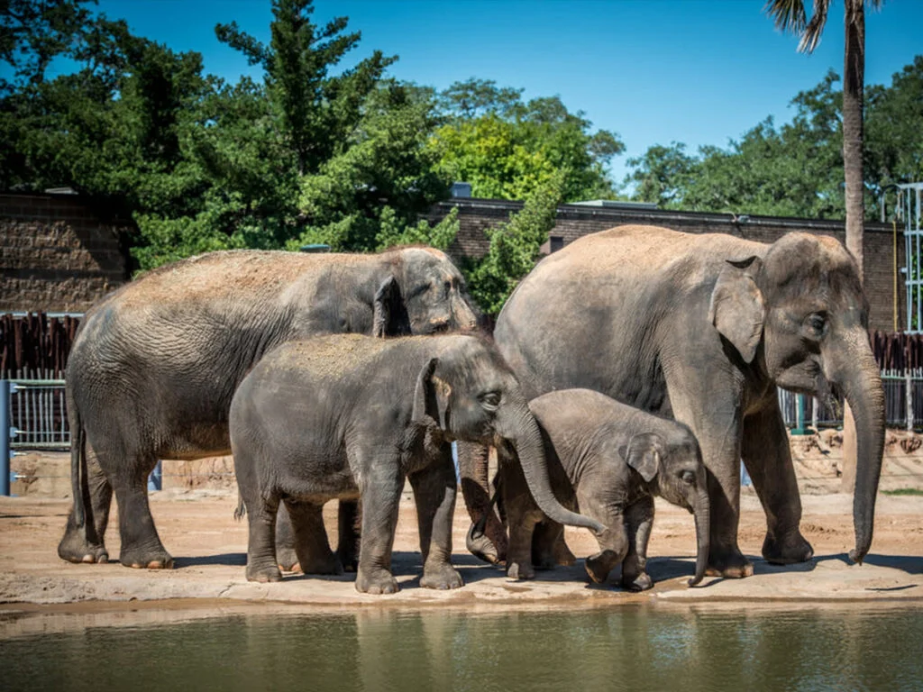 Bellaire, TX 3 Houston Zoo