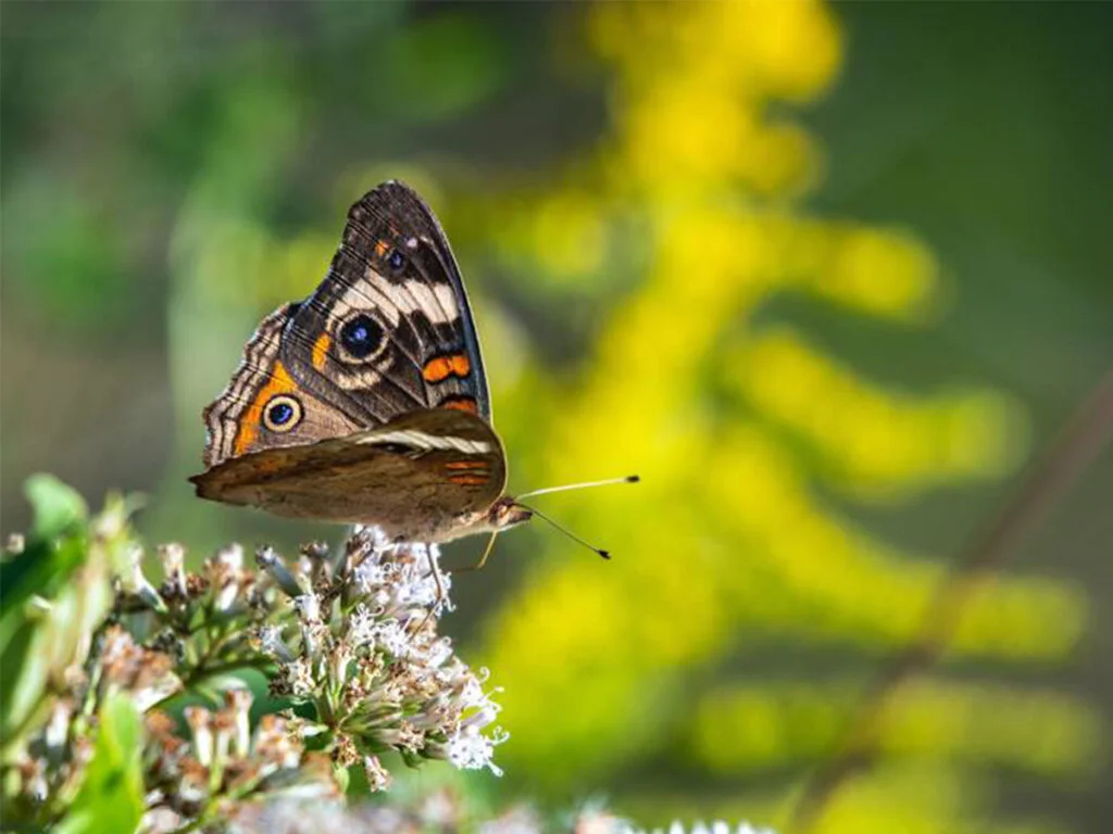 Shadow Creek Ranch Nature Trail