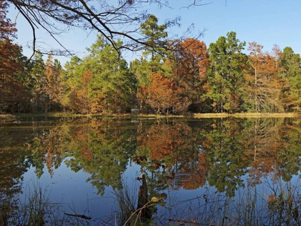 W G Jones State Forest